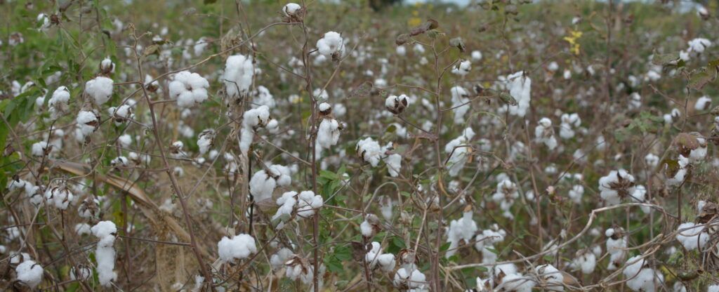 How to Implement Regenerative Cotton in Existing Supply Chains